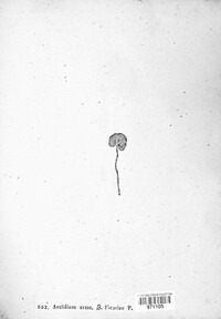 Aecidium crassum var. ficariae image